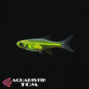Smaragd Zwergrasbora / Grüner-Green Neon Zwergrasbora, Microdevario kubotai